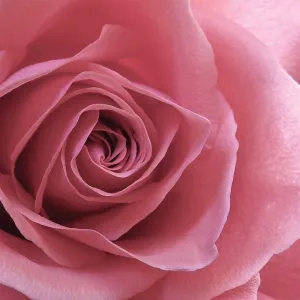 ArtDirect Blush Rose 11x11 UnFramed Art Print Poster Ready for Framing by Burkhart, Monika