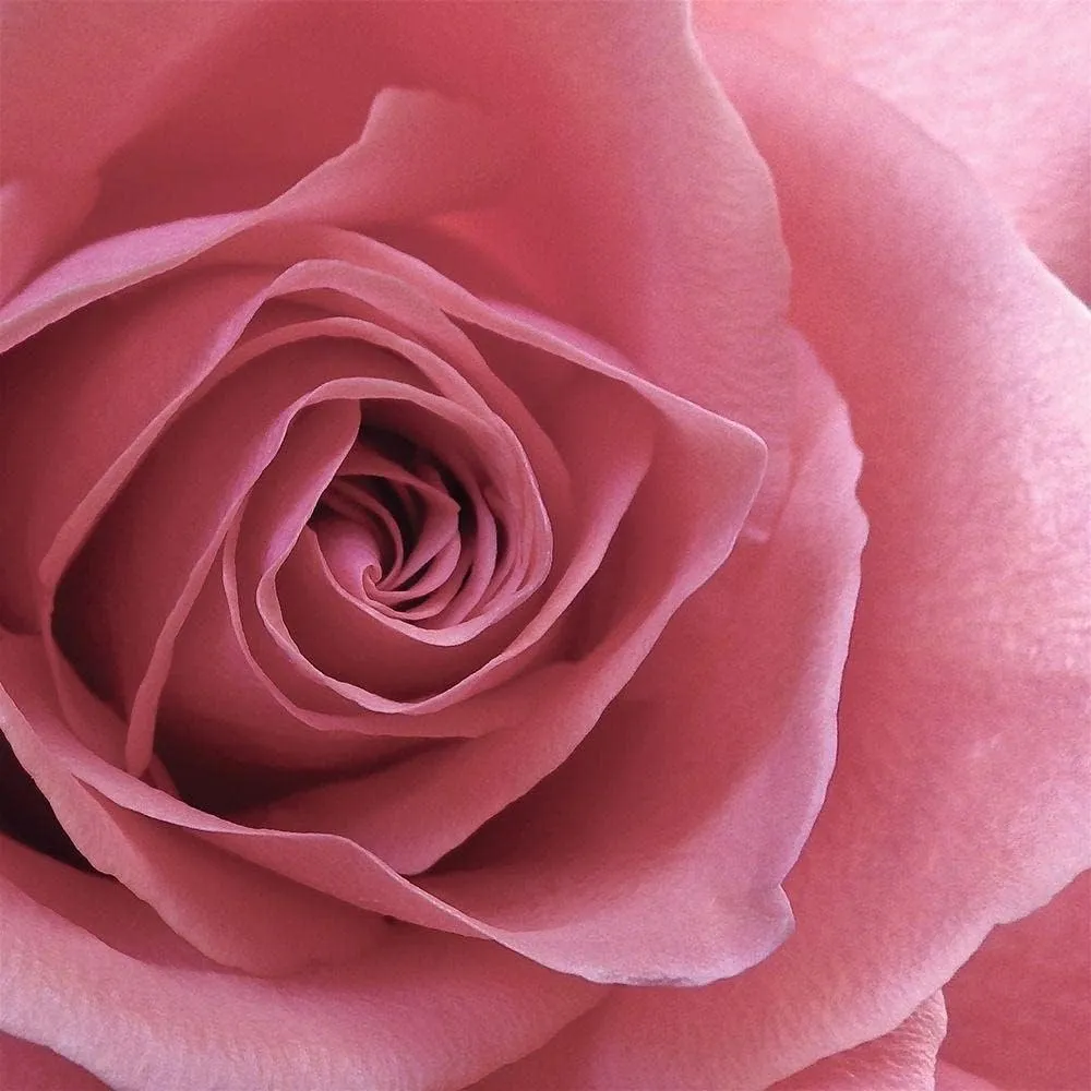 ArtDirect Blush Rose 11x11 UnFramed Art Print Poster Ready for Framing by Burkhart, Monika
