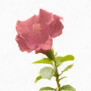 ArtDirect BLUSH ROSE 11x11 UnFramed Art Print Poster Ready for Framing by Greene, Taylor