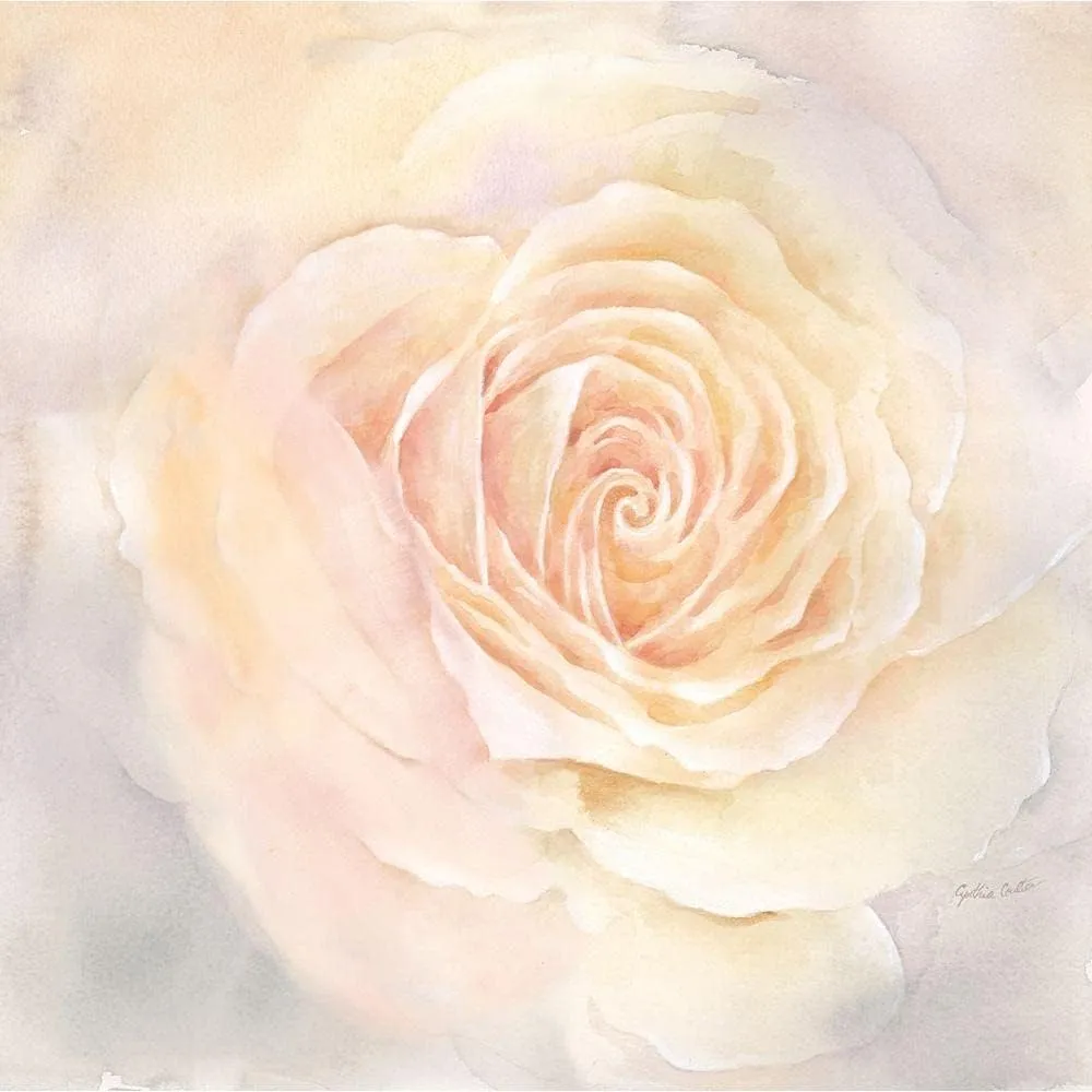 ArtDirect Blush Rose Closeup III 11x11 UnFramed Art Print Poster Ready for Framing by Coulter, Cynthia