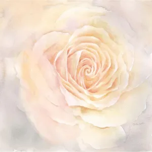 ArtDirect Blush Rose Closeup III 11x11 UnFramed Art Print Poster Ready for Framing by Coulter, Cynthia