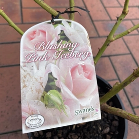 Blushing Pink Iceberg Bush Rose