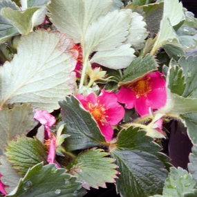 Fragaria x 'Lipstick' ~  Lipstick Ornamental Strawberry