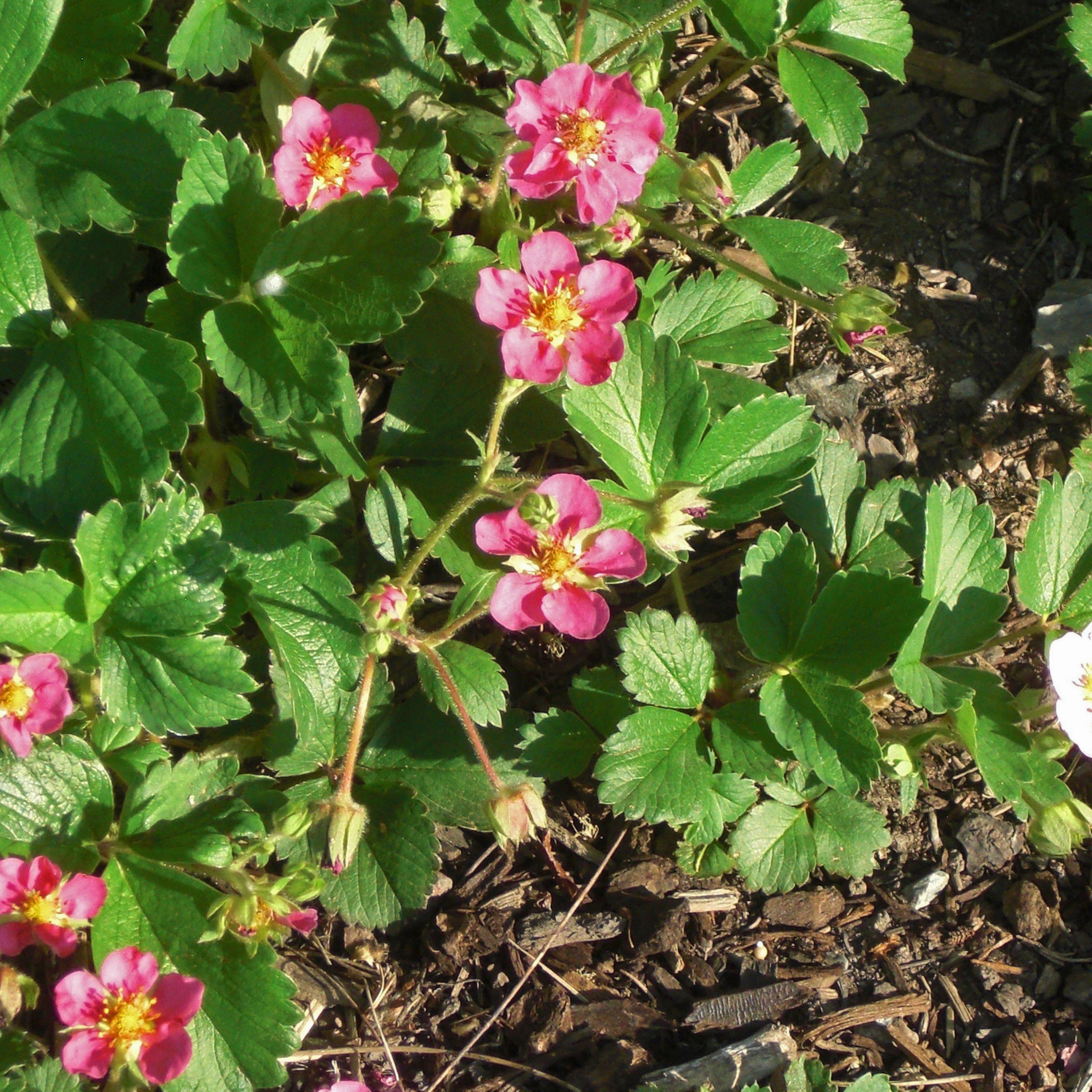 Fragaria x 'Lipstick' ~  Lipstick Ornamental Strawberry