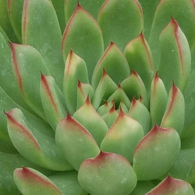 Lipstick Echeveria