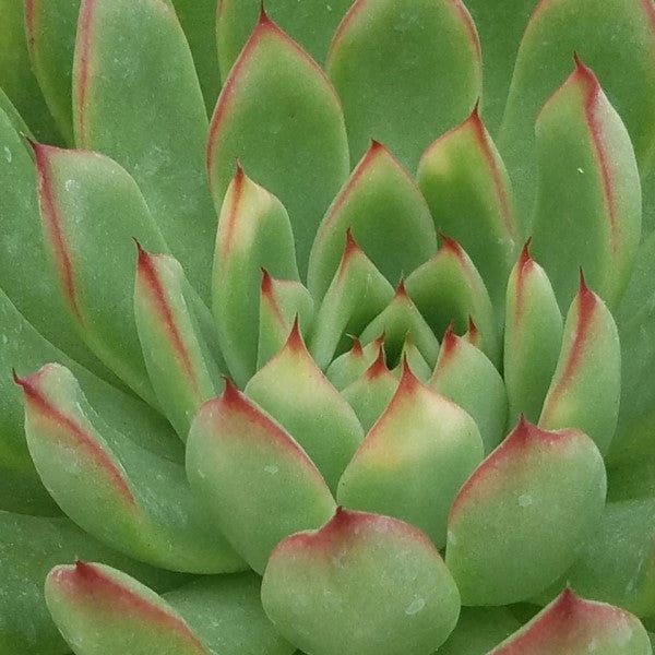 Lipstick Echeveria