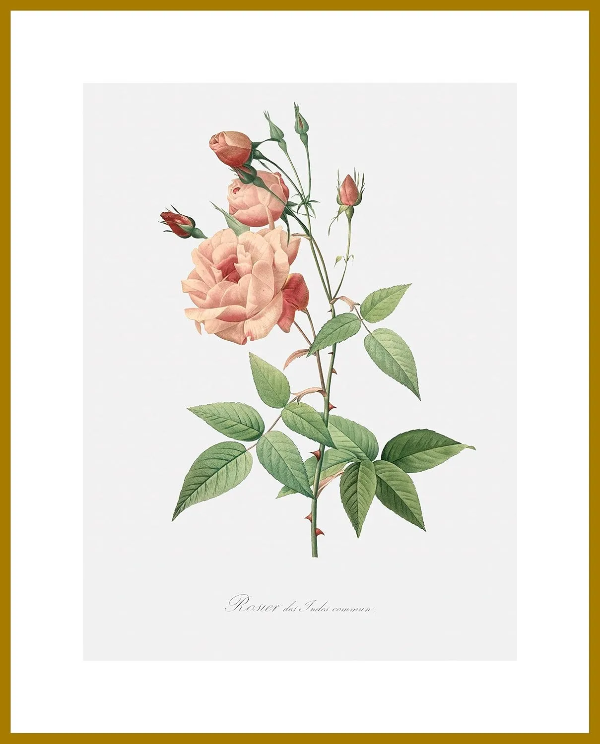 LIVESTOCK Vintage Flower Wall Art Print Old Blush Rose - Rosa Indica Vulgaris by Famed Royal Painter Pierre-Joseph Redouté, 18th 19th Century Botanical Poster, Gold frame, 30x40