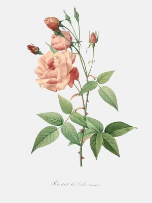 LIVESTOCK Vintage Flower Wall Art Print Old Blush Rose - Rosa Indica Vulgaris by Famed Royal Painter Pierre-Joseph Redouté, 18th 19th Century Botanical Poster, Gold frame, 30x40
