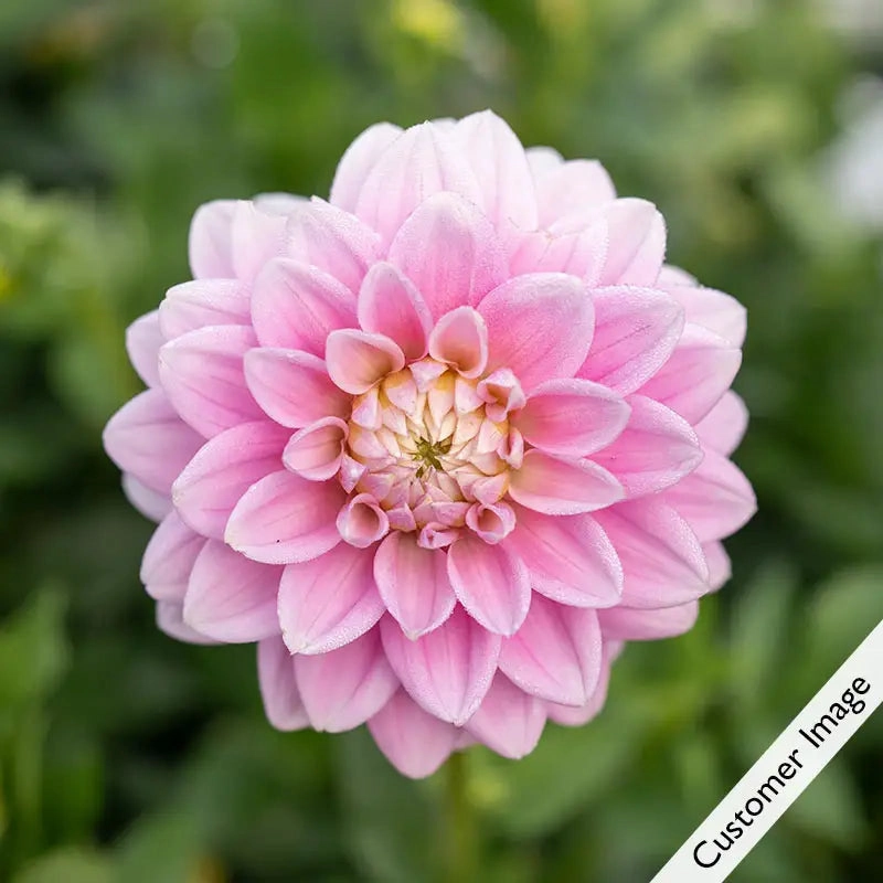Offshore Dream Dahlia