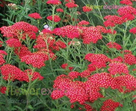 Red Tinted Achillea