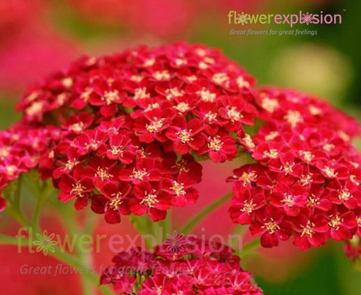 Red Tinted Achillea